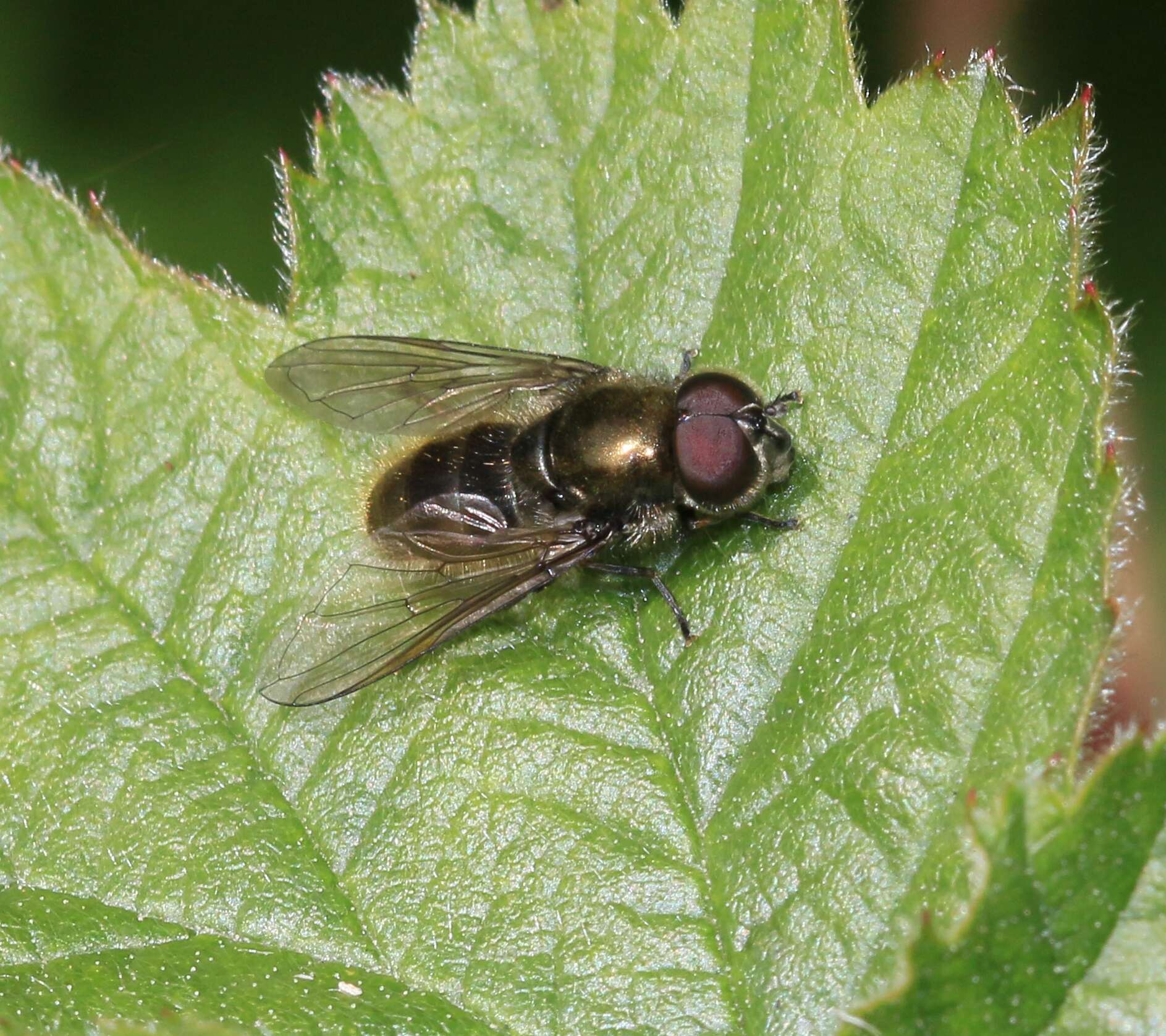 Image of Cheilosia proxima (Zetterstedt 1843)