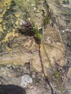 Image of Carduus pycnocephalus subsp. pycnocephalus