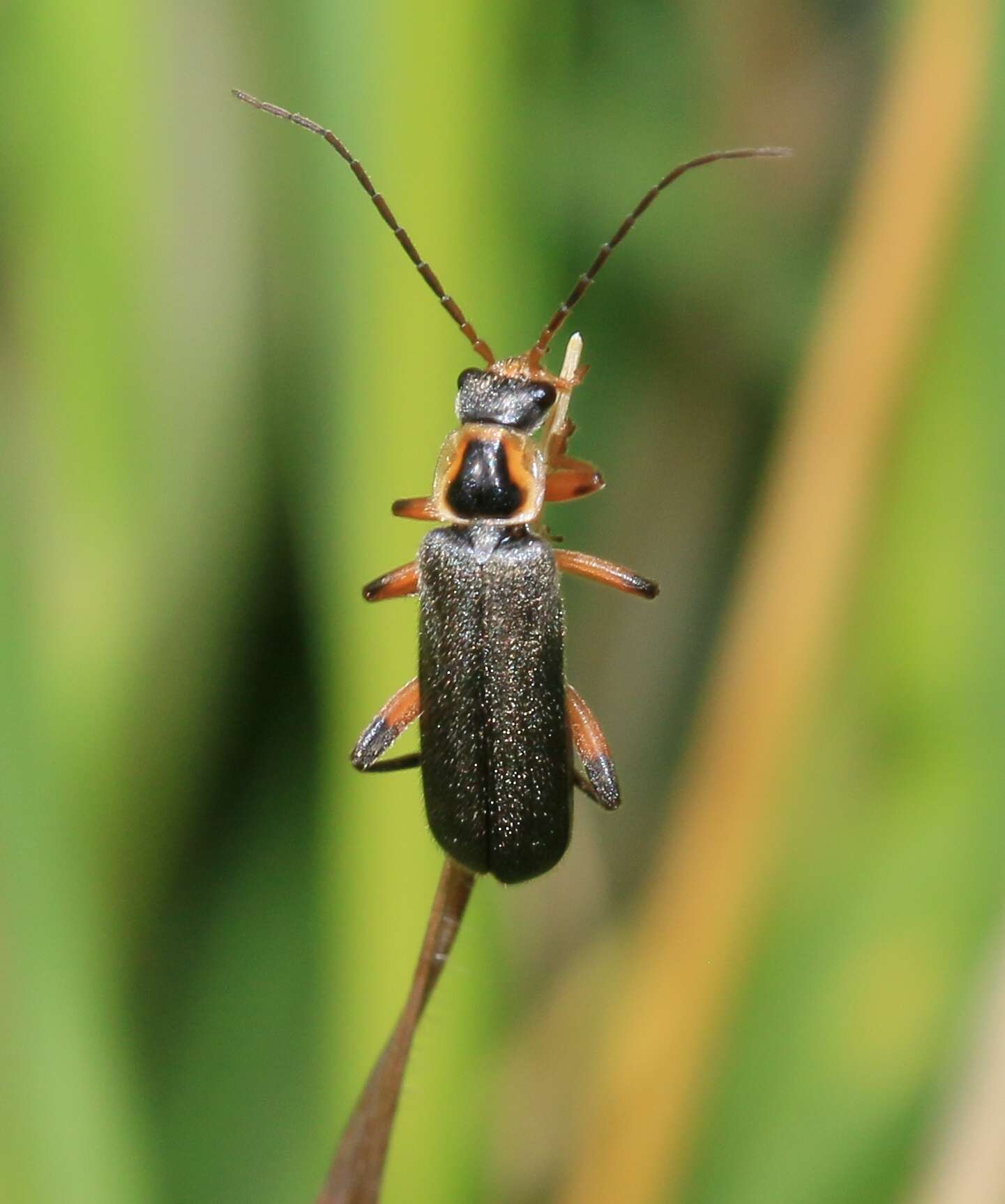 Imagem de Cantharis nigricans