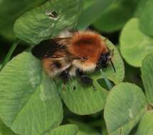 Image of Common carder bumblebee