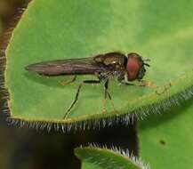 Image of Platycheirus scutatus (Meigen 1822)