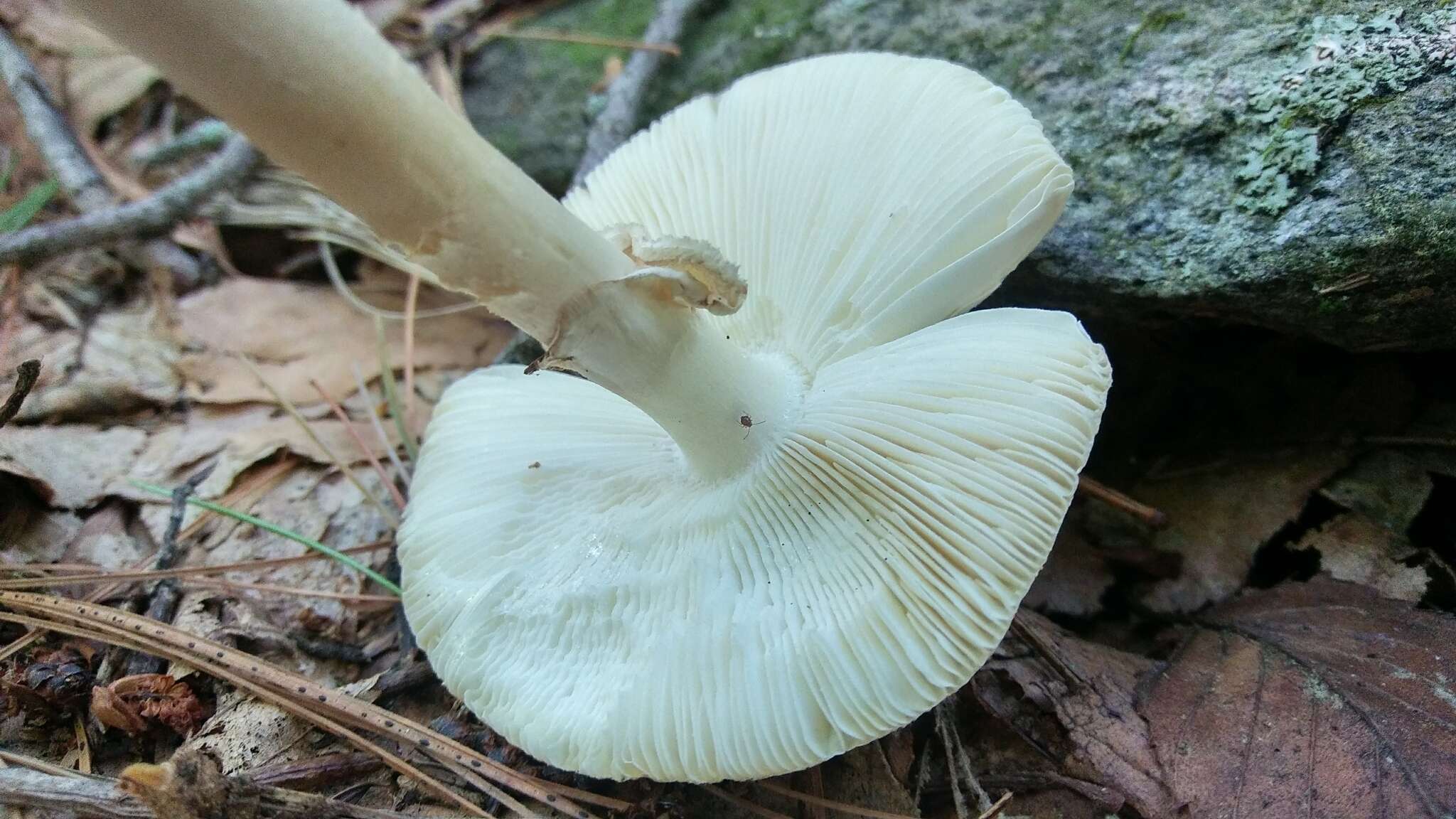 Image of Amanita aestivalis Singer 1959