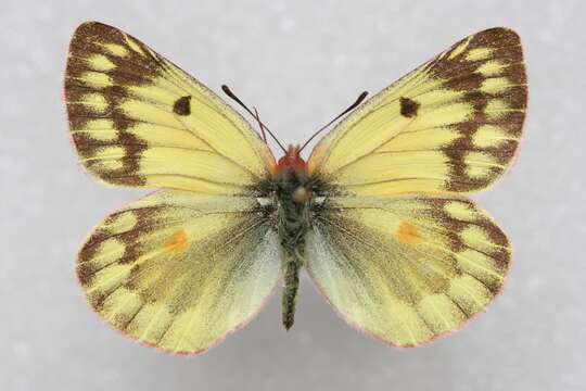 Image of Colias ladakensis Felder & Felder 1865