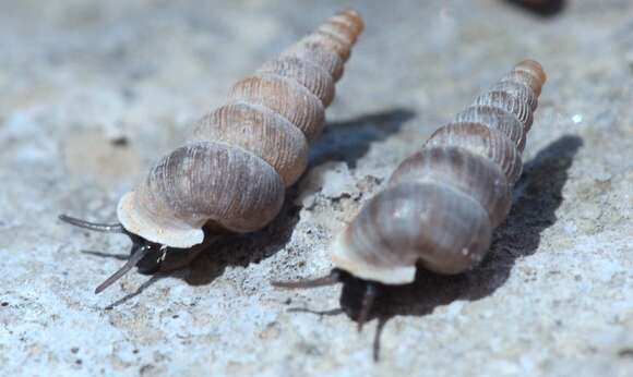 صورة Cochlostoma macei (Bourguignat 1869)