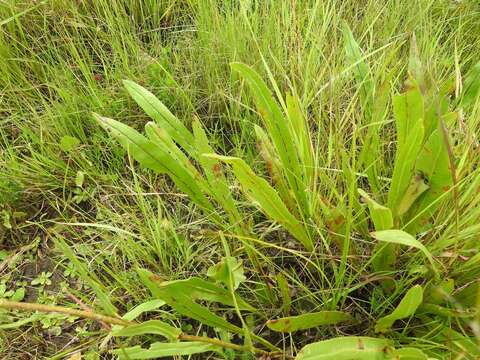 Image of Senecio inornatus DC.