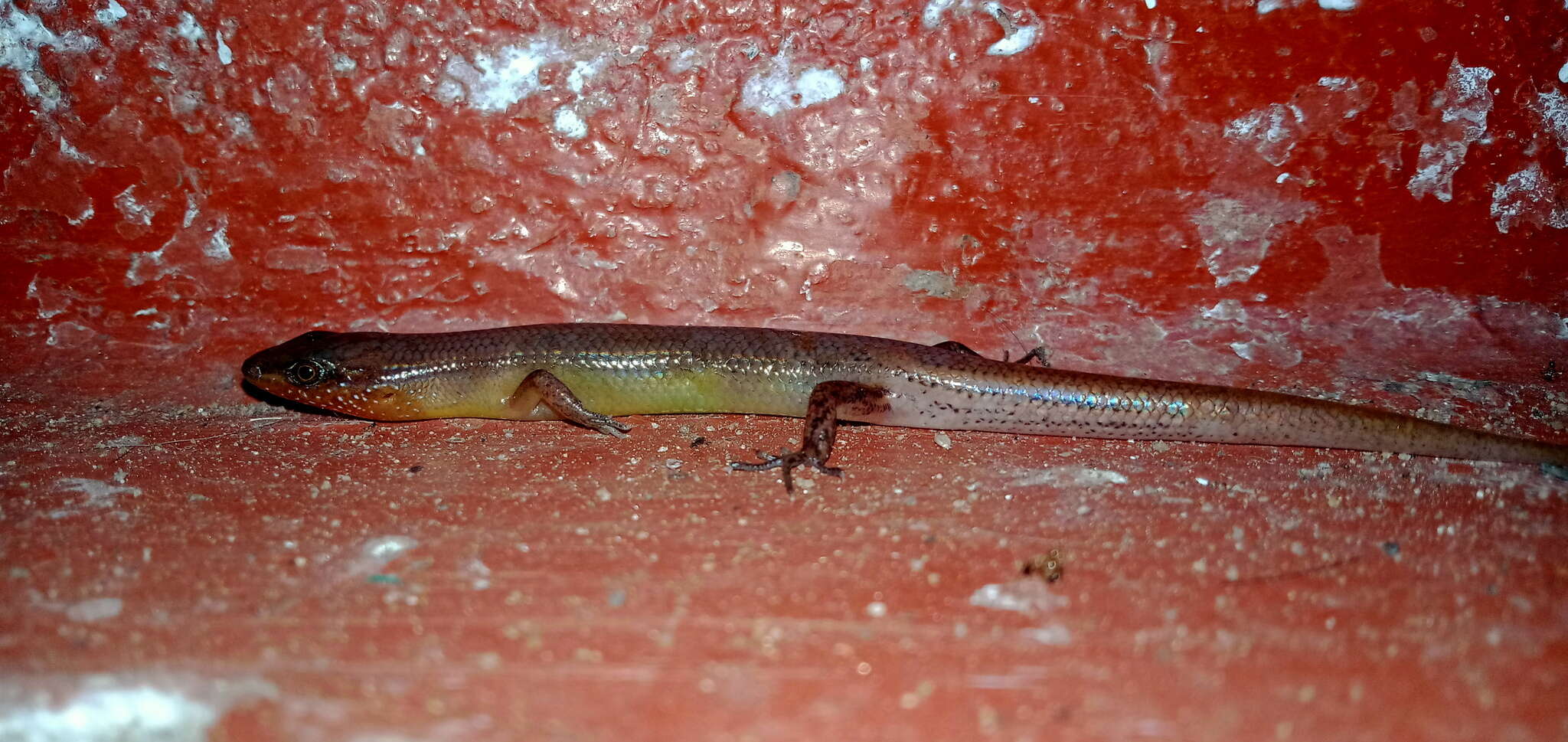 Image of Peters' Tree Skink