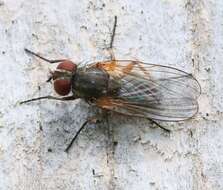 Image of latrine flies