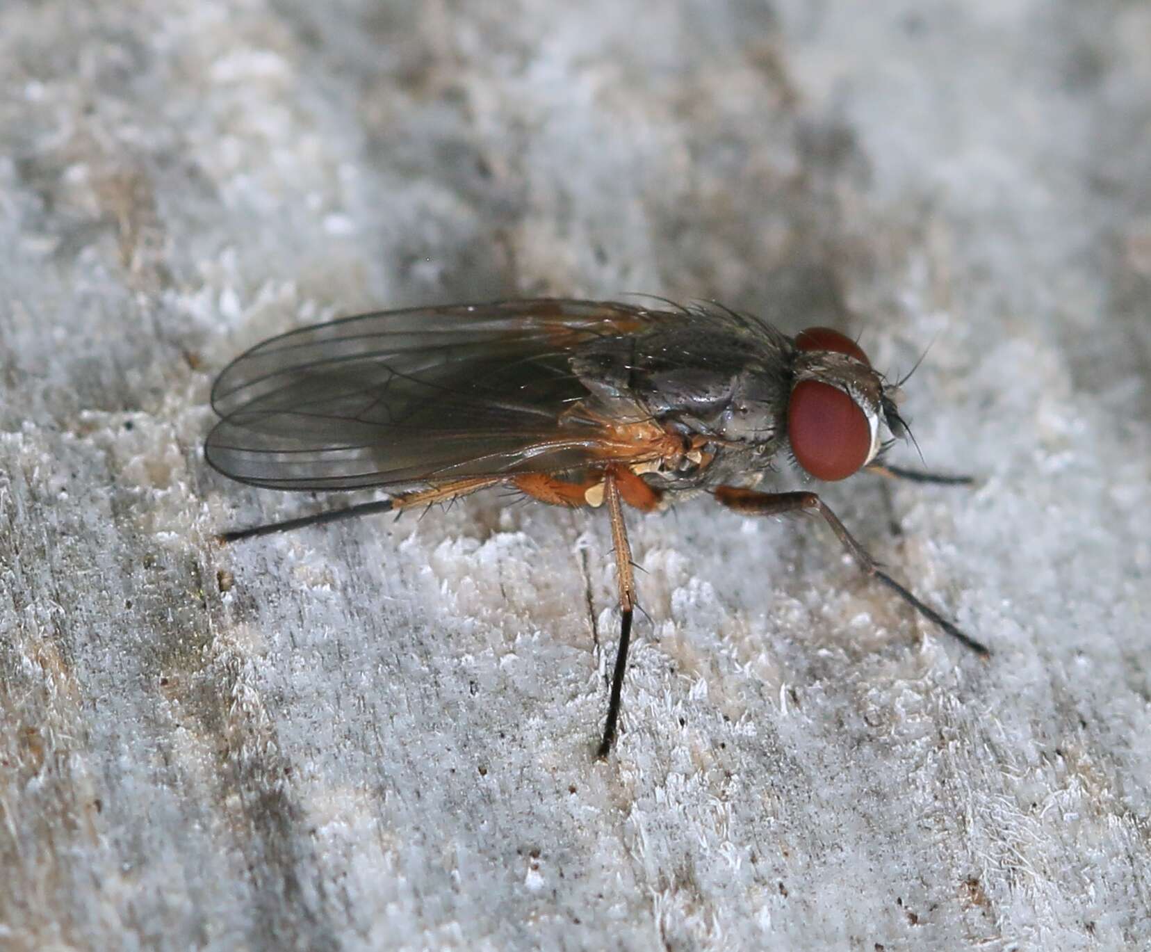 Image of latrine flies