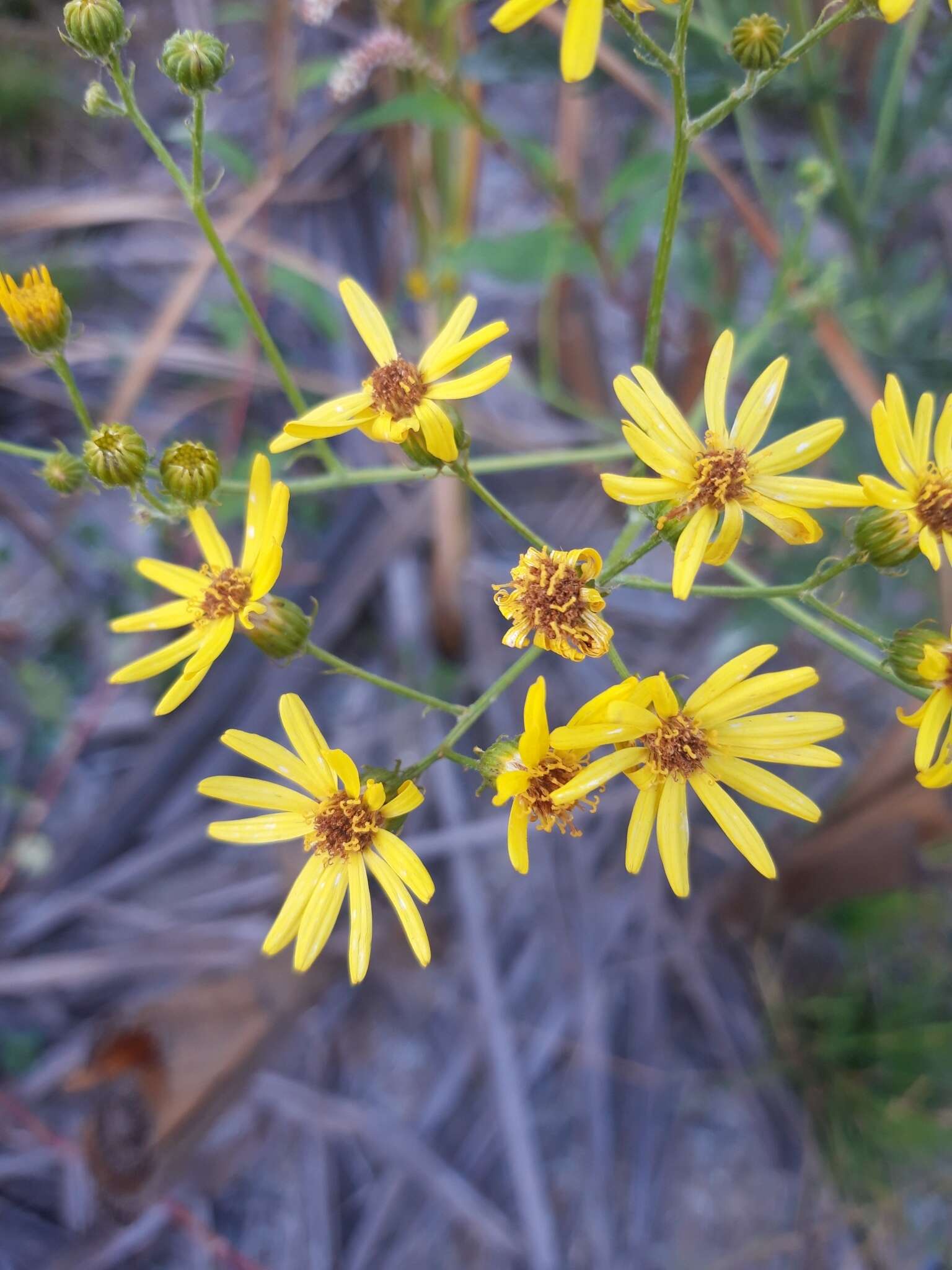 Jacobaea grandidentata (Ledeb.) Vasjukov的圖片