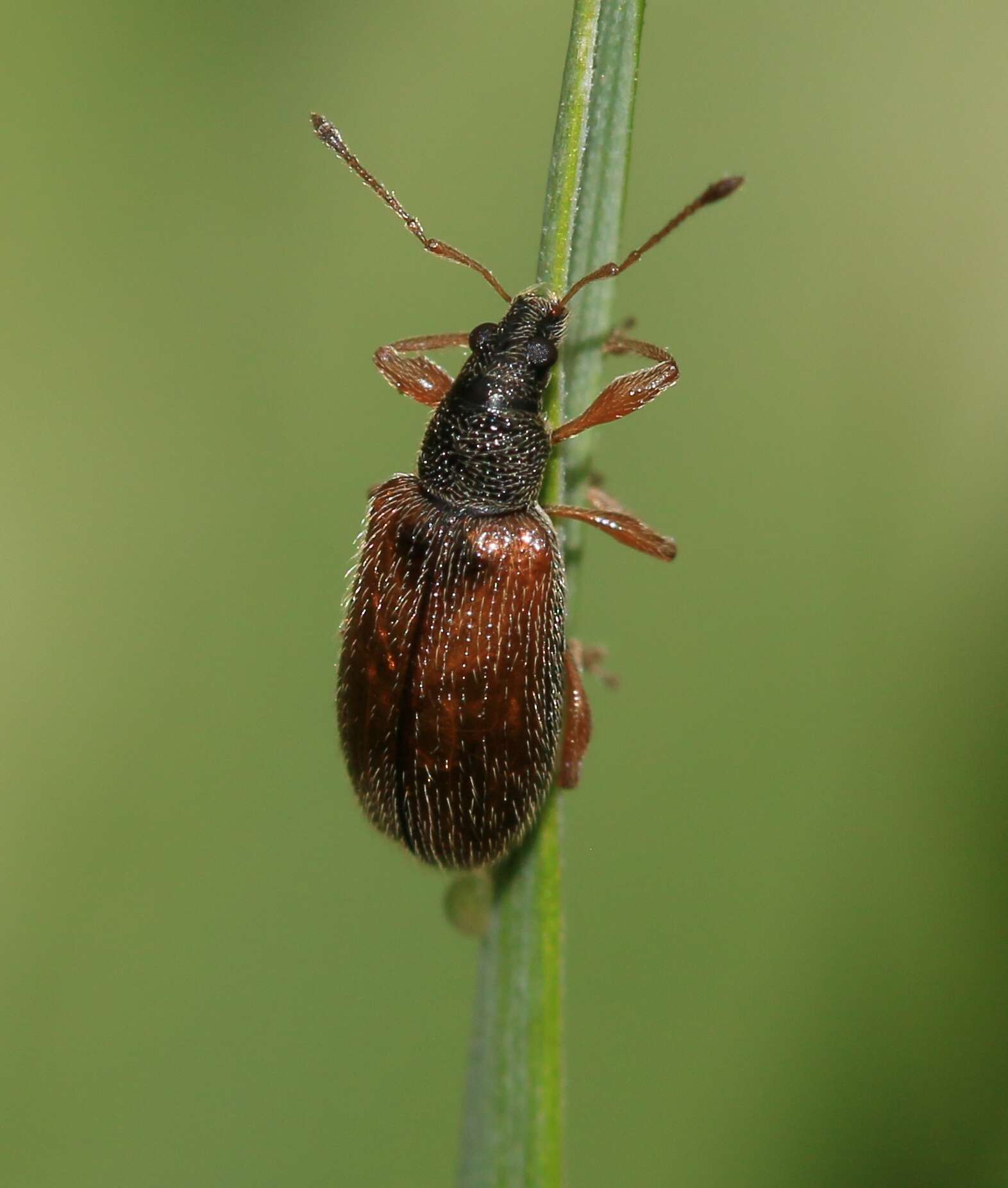 Imagem de Phyllobius (Nemoicus) oblongus (Linnaeus 1758)