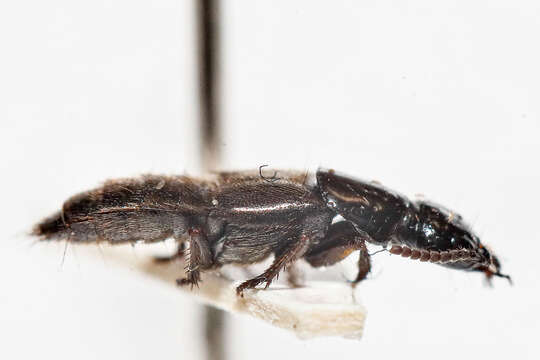 Image of Rove beetle