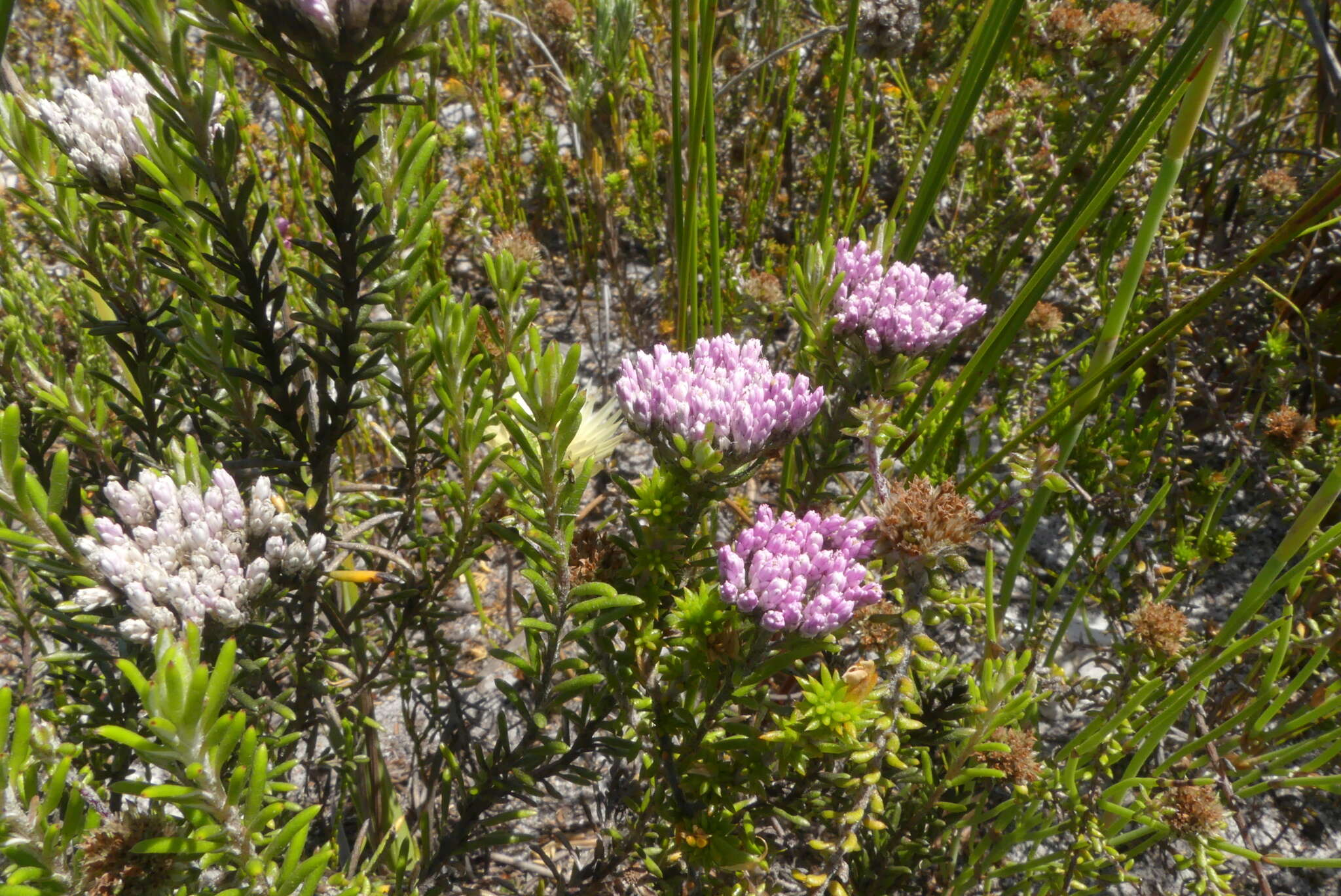 Image of Metalasia erubescens DC.