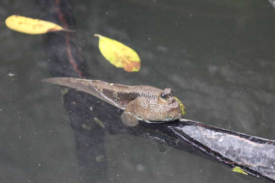 Image of Giant mudskipper