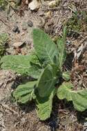 Imagem de Verbascum blattaria L.