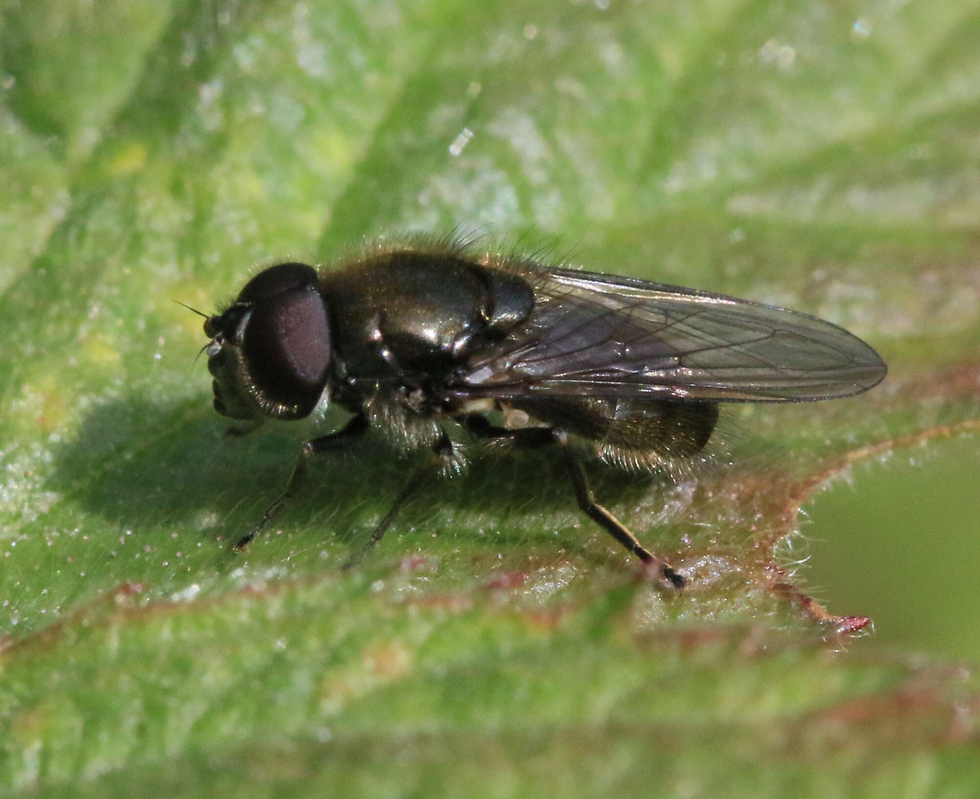 Image of Cheilosia proxima (Zetterstedt 1843)