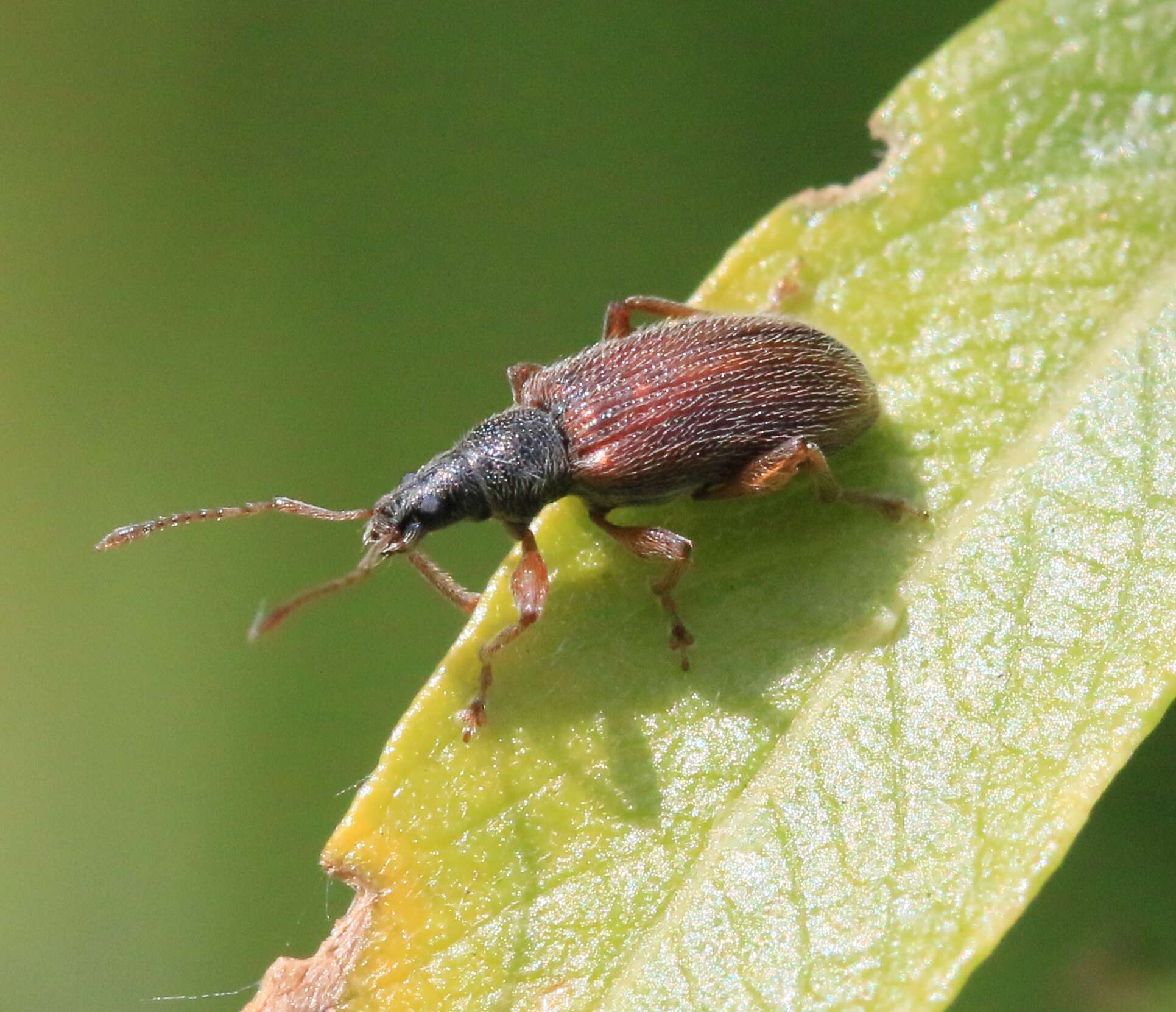 Imagem de Phyllobius (Nemoicus) oblongus (Linnaeus 1758)