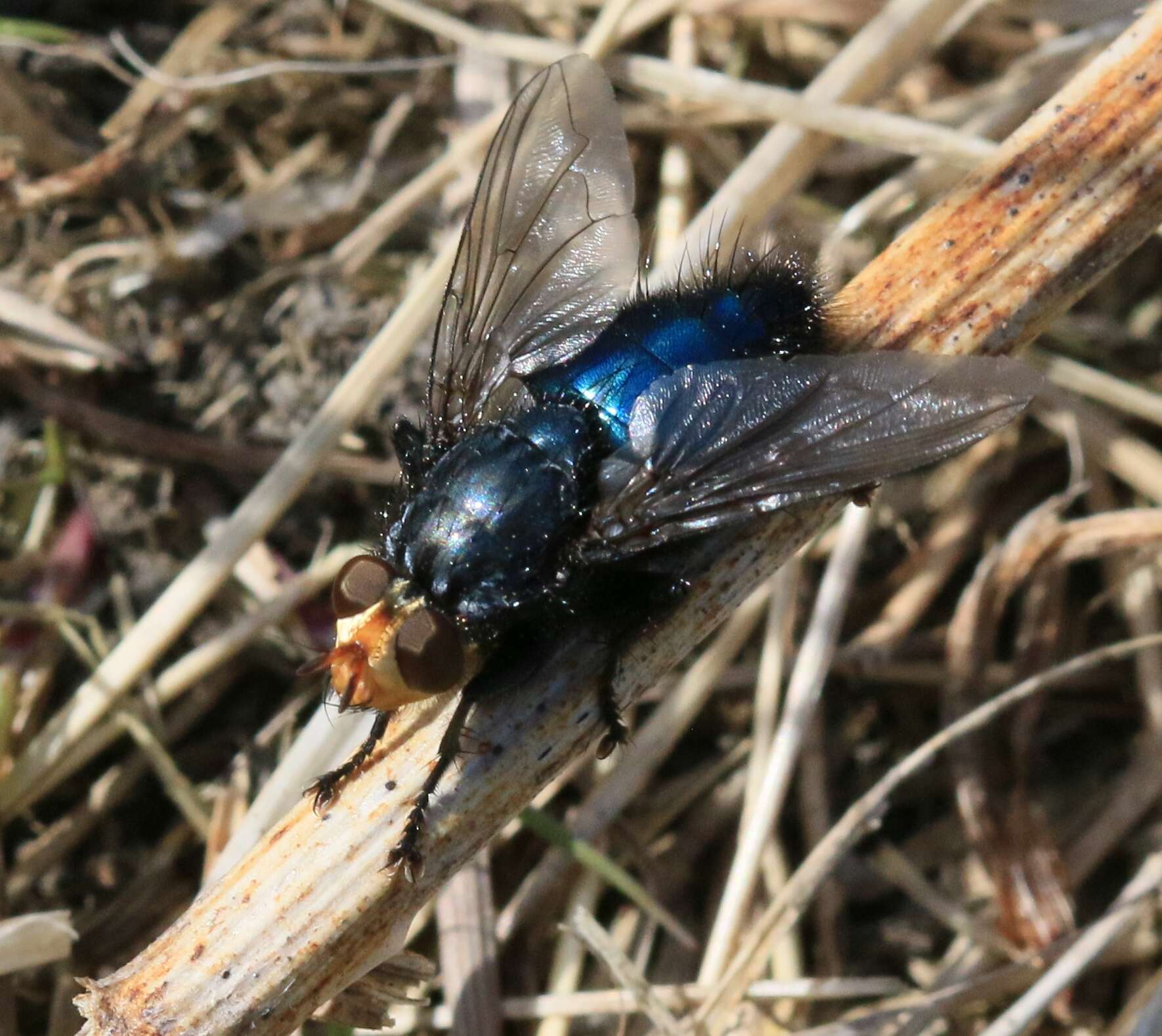 Image of bluebottle blow fly