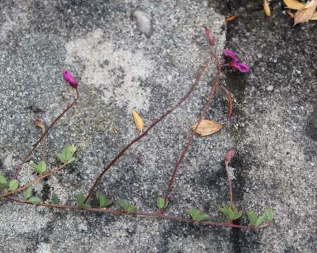 Image of Indigofera sarmentosa L. fil.