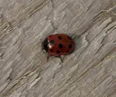 Image of 11-spot ladybird