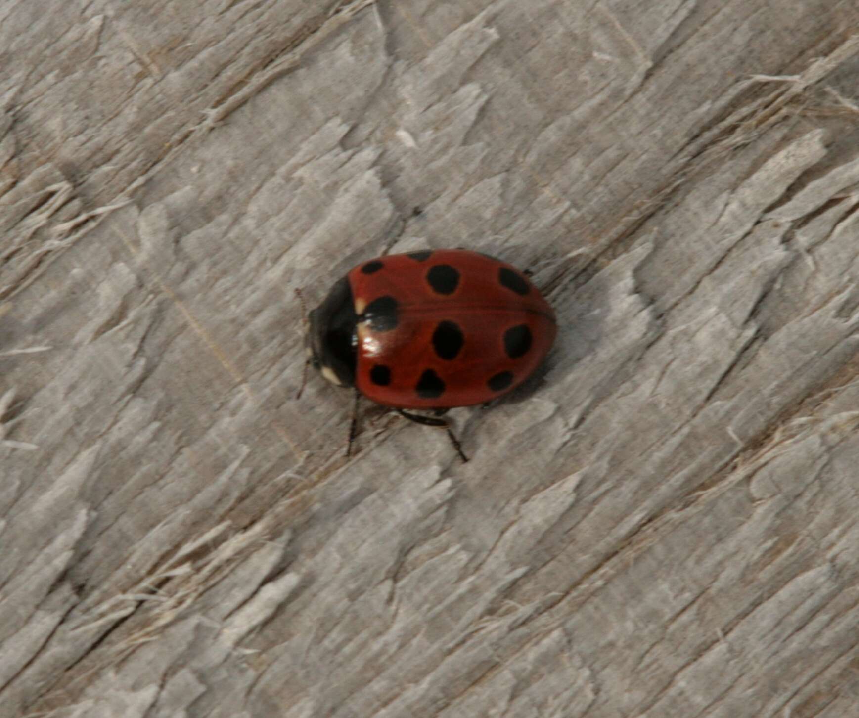 Image of 11-spot ladybird