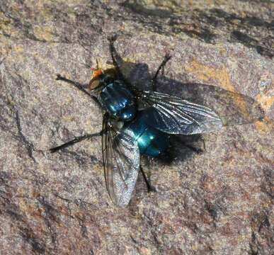 Image of bluebottle blow fly