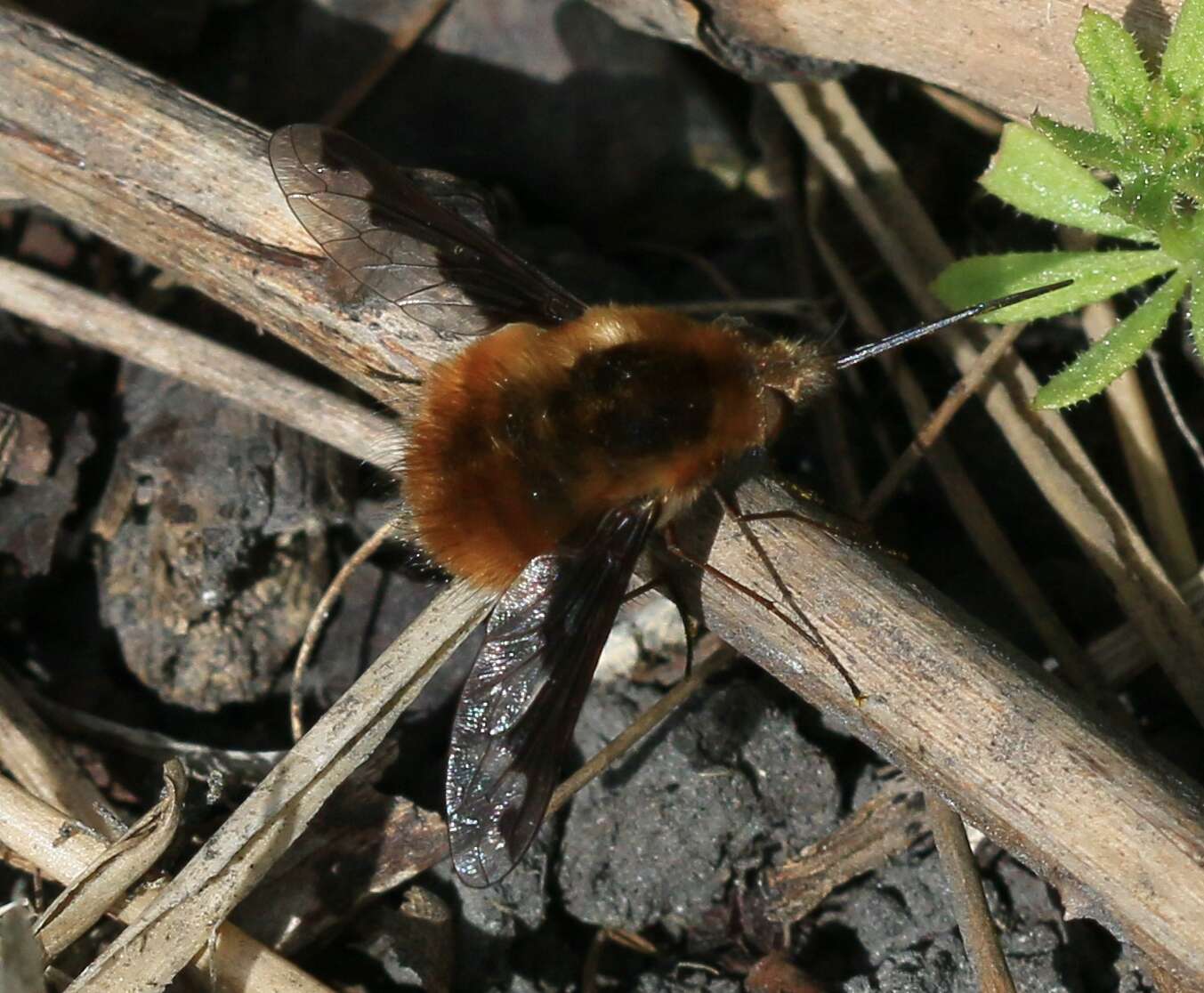 Image of Large bee-fly