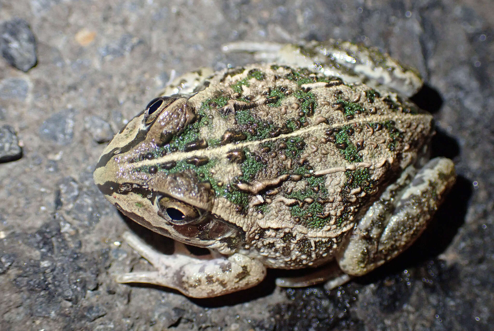 Plancia ëd Ranoidea verrucosa (Tyler & Martin 1977)