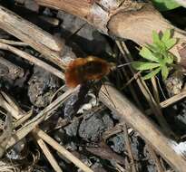 Image of Large bee-fly