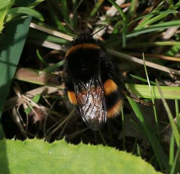 Image of Buff-tailed bumblebee