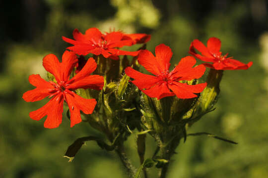 Слика од Silene chalcedonica (L.) E. H. L. Krause
