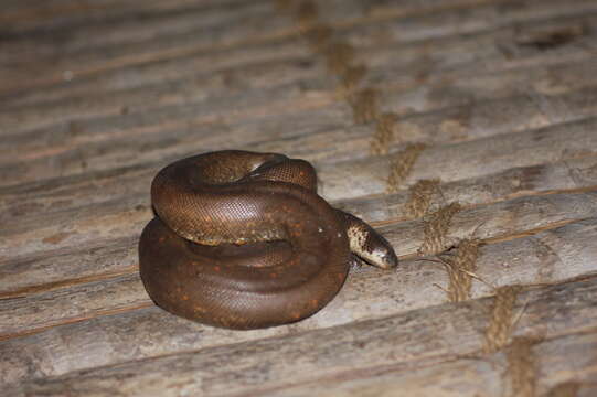 Image of Brown Sand Boa