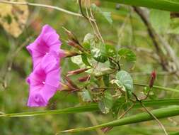 Image of Ipomoea bernoulliana Peter