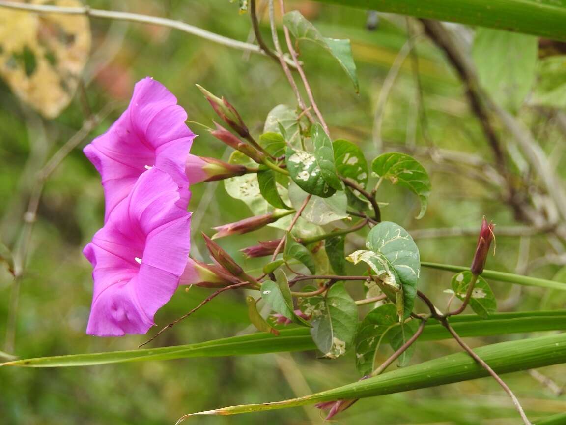 Image of Ipomoea bernoulliana Peter