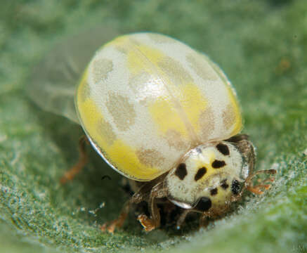 Image of <i>Psyllobora variegata</i>