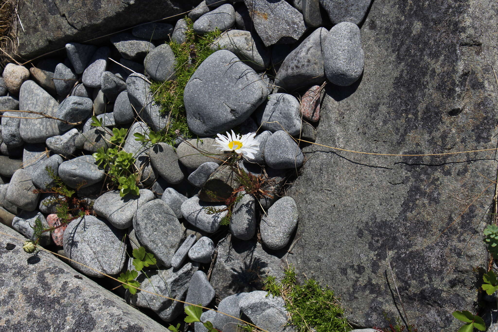 Image of Tripleurospermum subpolare Pobed.