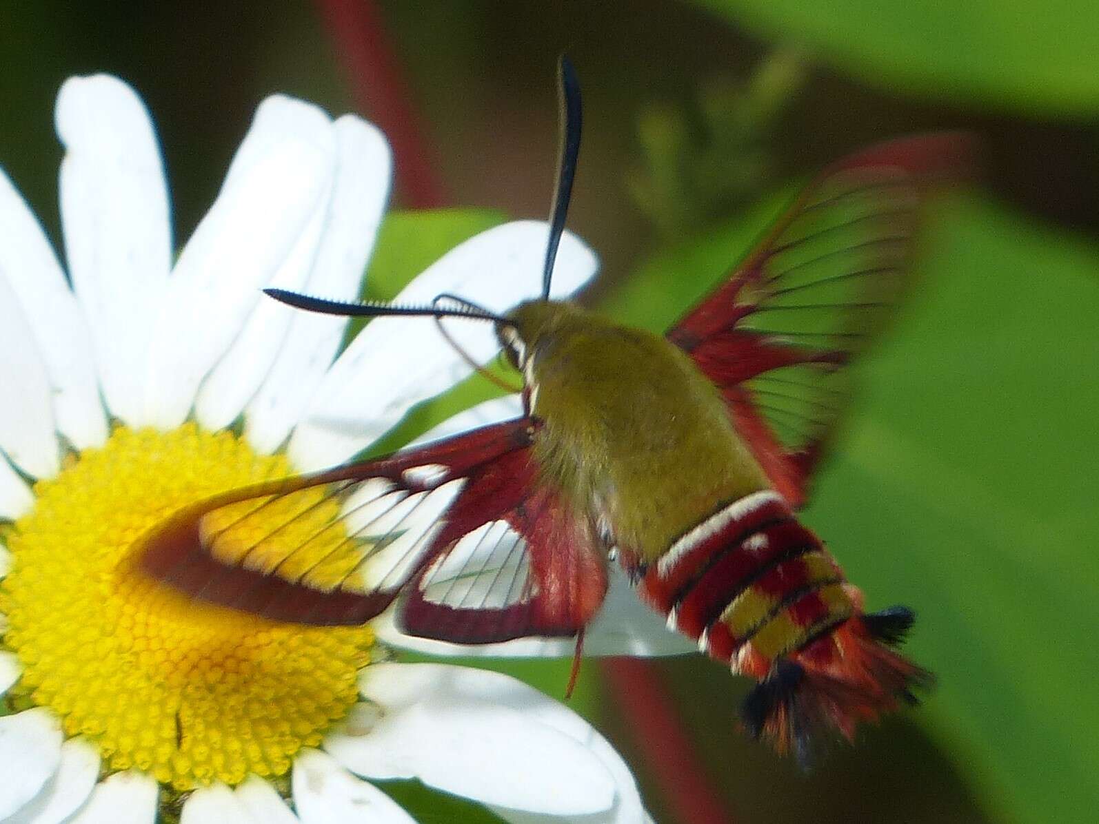 Imagem de Hemaris gracilis (Grote & Robinson 1865)