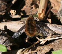 Image of Large bee-fly