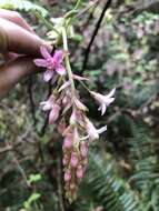 صورة Ribes sanguineum var. glutinosum (Benth.) Loud.