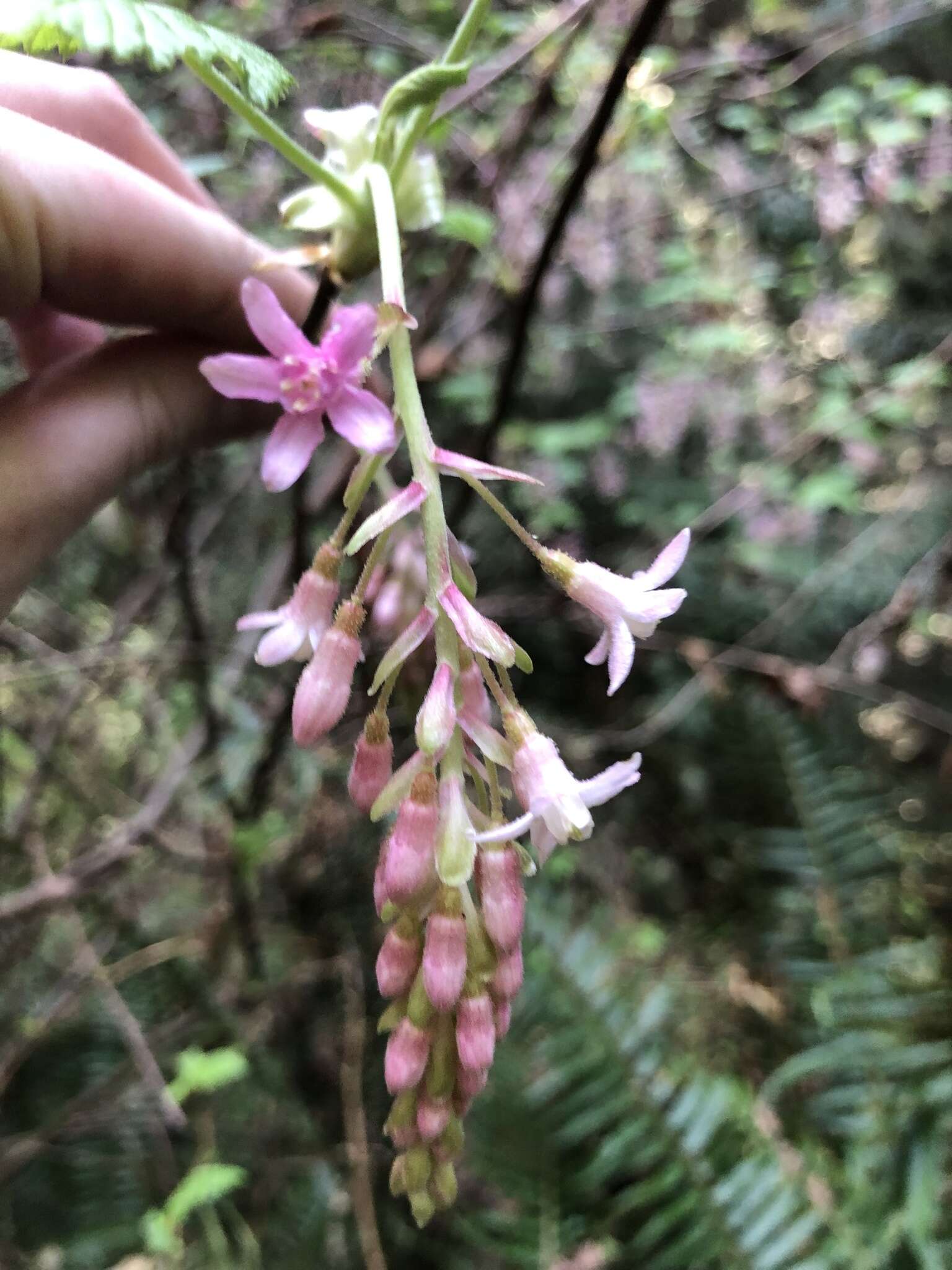 صورة Ribes sanguineum var. glutinosum (Benth.) Loud.