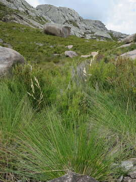 Image of Merxmuellera ambalavaoensis (A. Camus) Conert