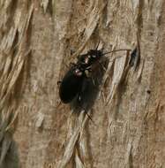 Plancia ëd Bembidion