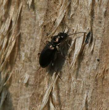 Plancia ëd Bembidion