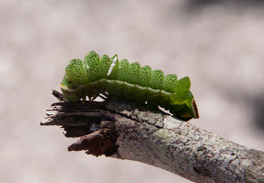 Image of Cat's-paw Emperor