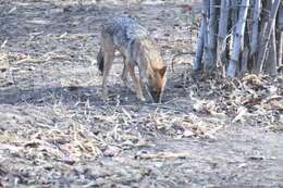 Слика од Canis aureus indicus Hodgson 1833