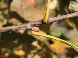 Image of hybrid oak