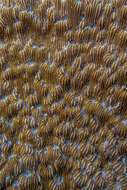 Image of bracket coral