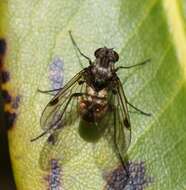 Image of Chrysopilus cristatus