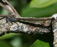 Imagem de Ischnura elegans (Vander Linden 1820)