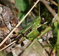 Image of Common green grasshopper