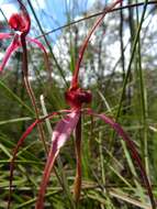 Caladenia formosa G. W. Carr的圖片